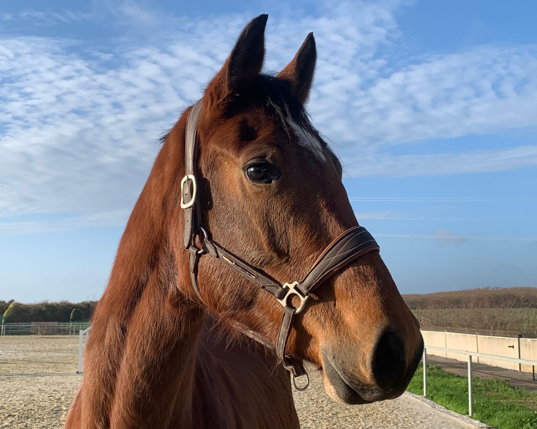 horse